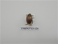 藏品(金龜子科)的圖片